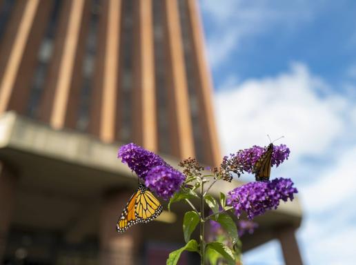 Butterfly sitting on flower with UMass Library in the Background